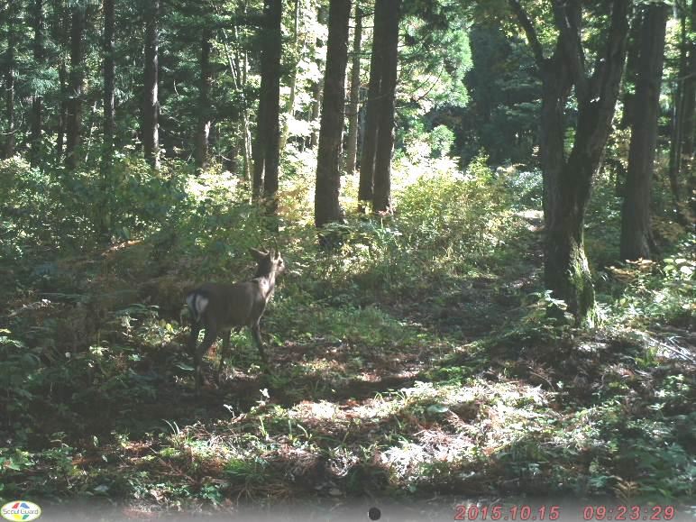 写真：鰺ヶ沢町（2015年10月15日）