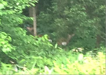 写真：藤里町において撮影されたニホンジカ