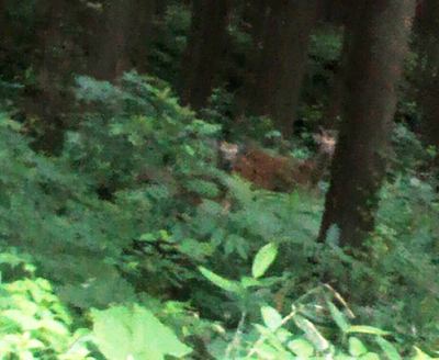 写真：藤里町において撮影されたニホンジカ