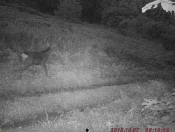 写真：ニホンジカ 深浦町（2015年10月7日）.png