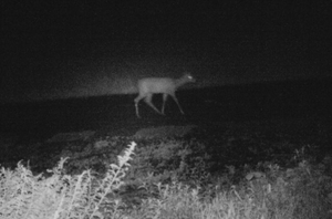 写真：ニホンジカ