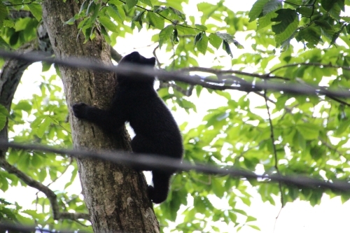 ツキノワグマこぐま