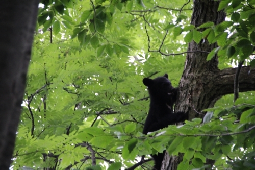 ツキノワグマこぐま