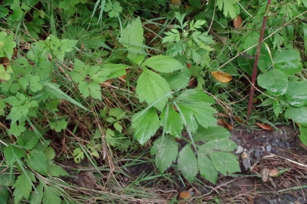 オオハンゴンソウ