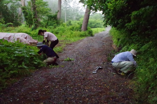 オオハンゴンソウ