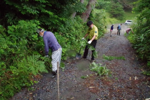 オオハンゴンソウ