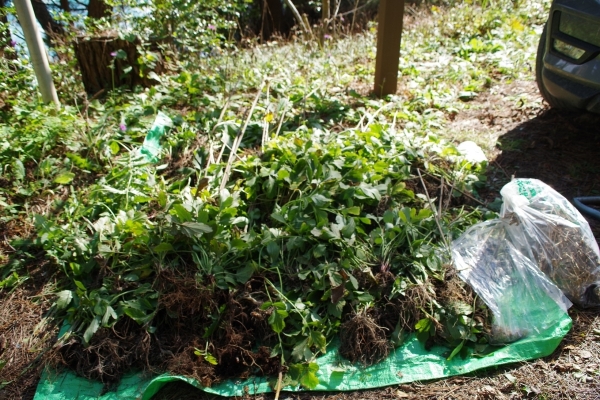 オオハンゴンソウ