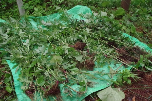 オオハンゴンソウ