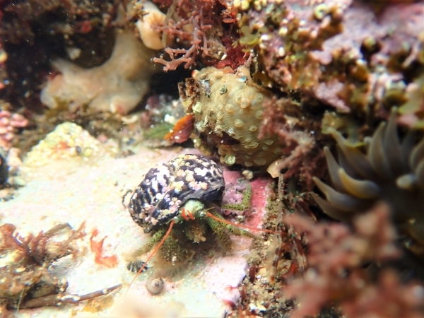 触角が赤く脚に黒い斑点があるケアシホンヤドカリ