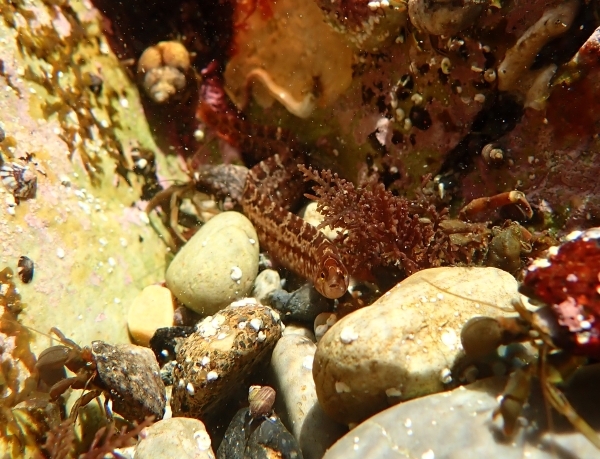 こちらを向いている小魚１