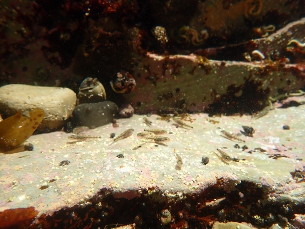 こちらを向いている小魚２