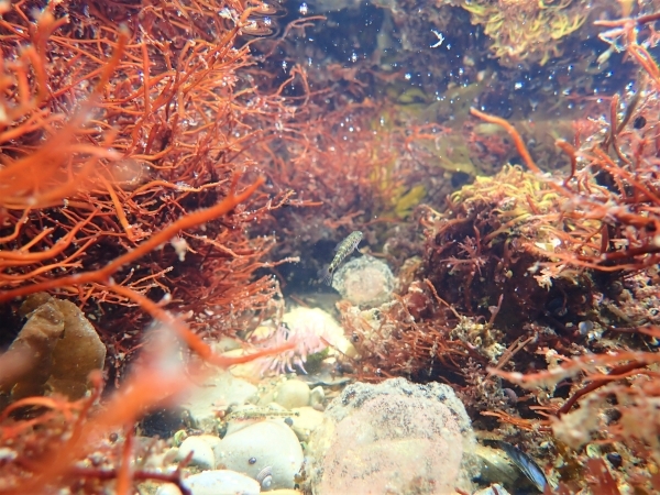 紅く鮮やかな海草に囲まれ泳ぐ小魚