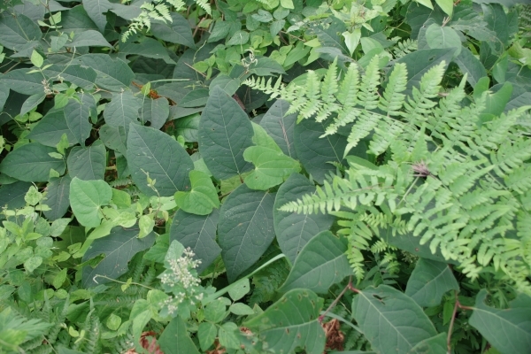 今時期のイタドリ