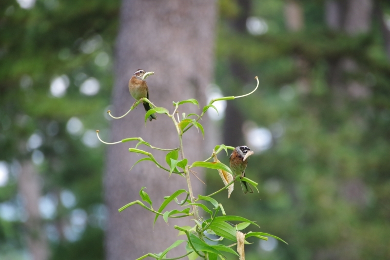 ホオジロのペアがコチラの様子をうかがっている