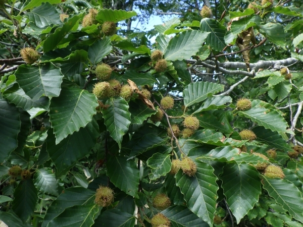 合同パトロール9