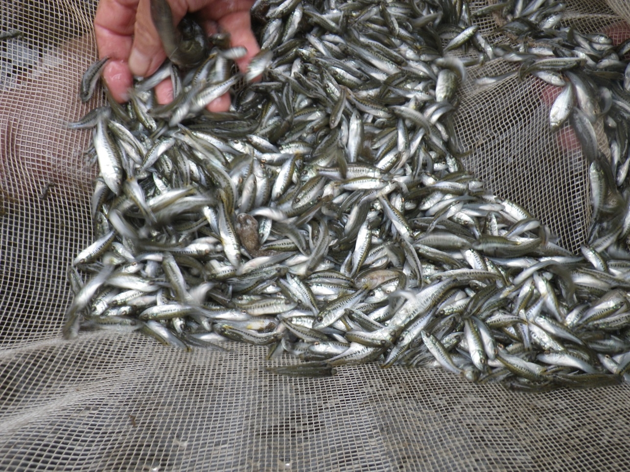 ブラックバス幼魚