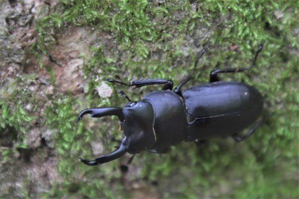 木の幹にコクワガタ発見
