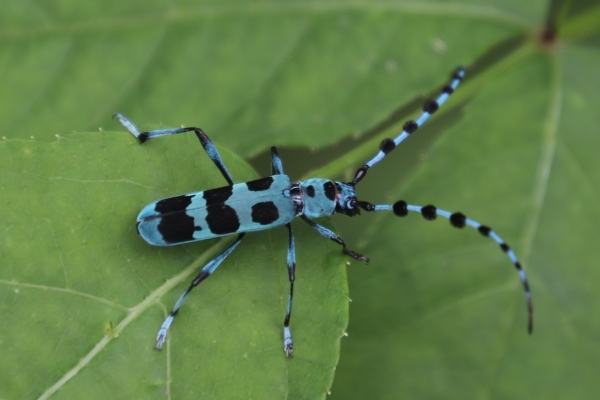 水色の身体に黒色の模様が美しいルリボシカミキリ