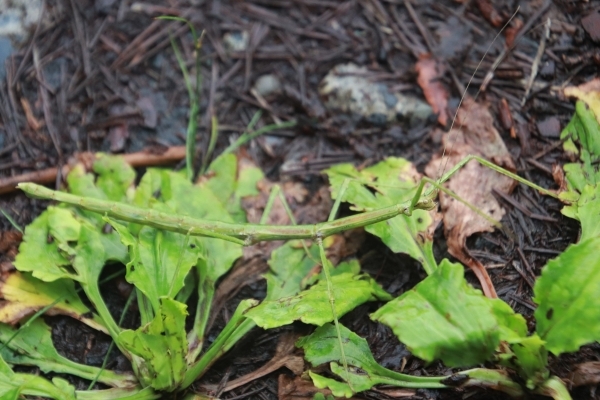 触覚が長く、細長いからだのエダナナフシ