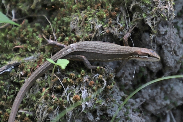 は虫類のカナヘビにも遭遇