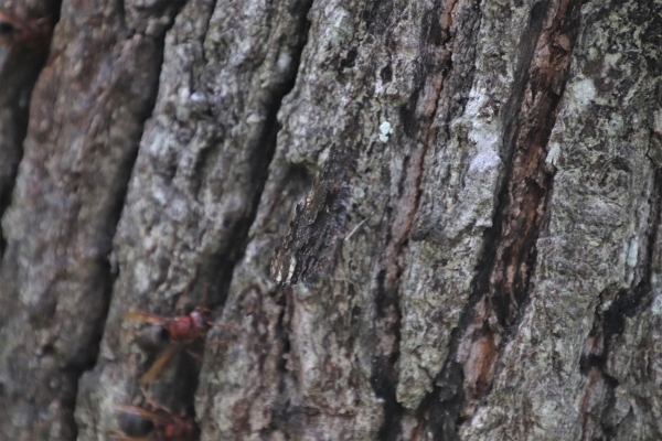 羽を閉じるルリタテハ