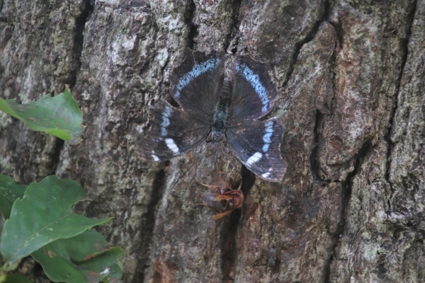 青い筋が入った黒い羽を広げているルリタテハ