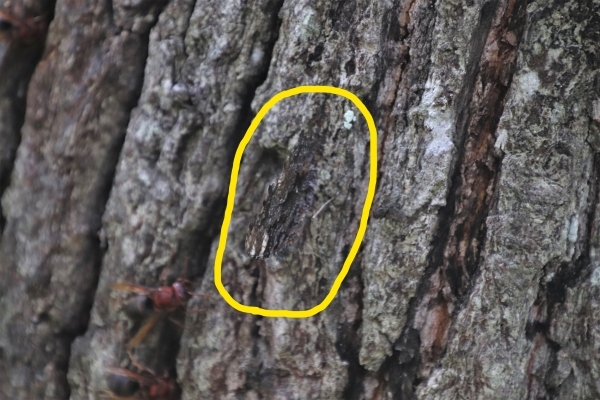 写真中央の黄丸の中にいました！