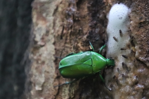 アオカナブンまたはカナブン