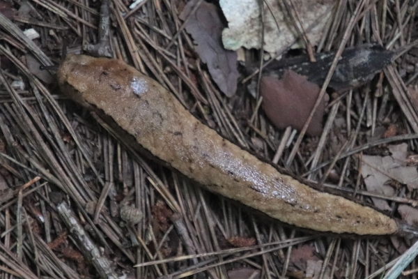 十数センチあるヤマナメクジ。