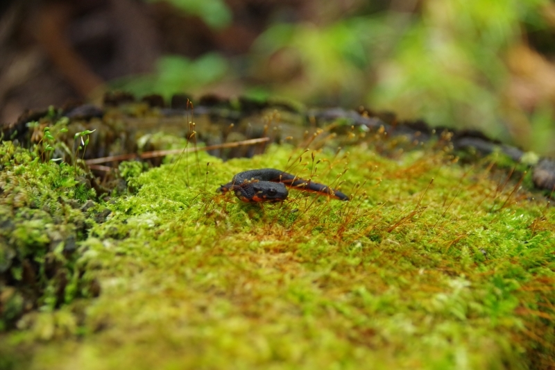 アカハライモリ