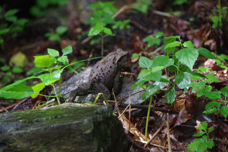 ヒキガエル後ろから