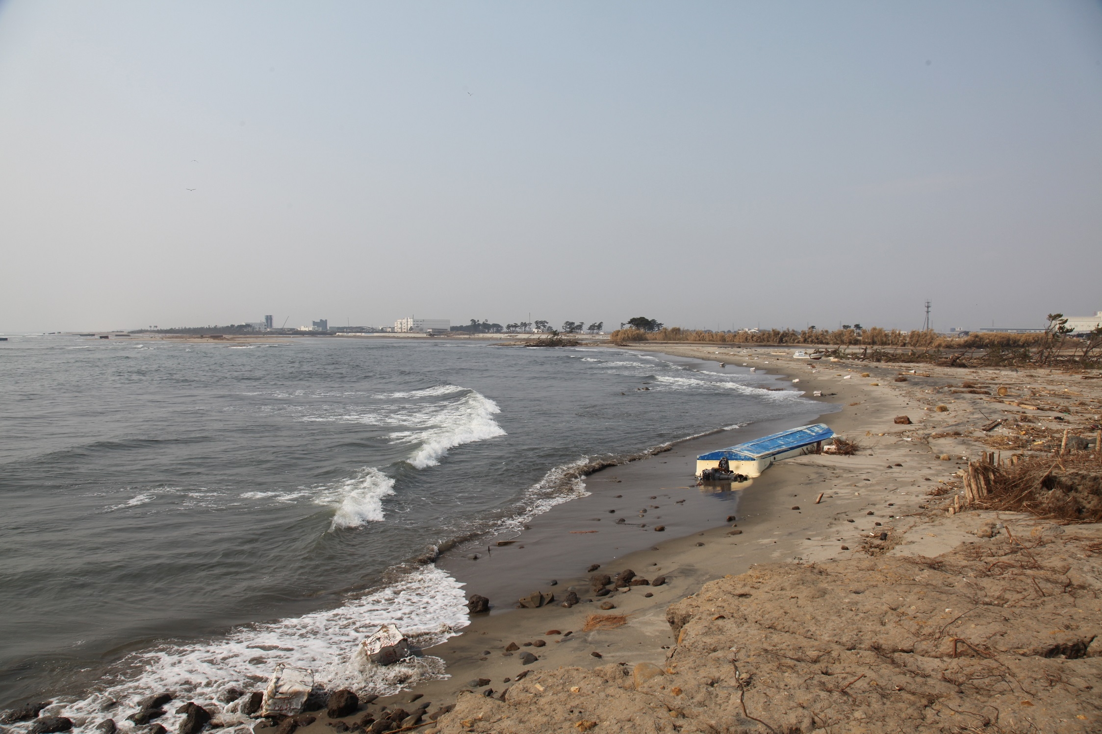 津波後の蒲生干潟