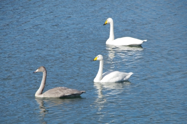 オオハクチョウ