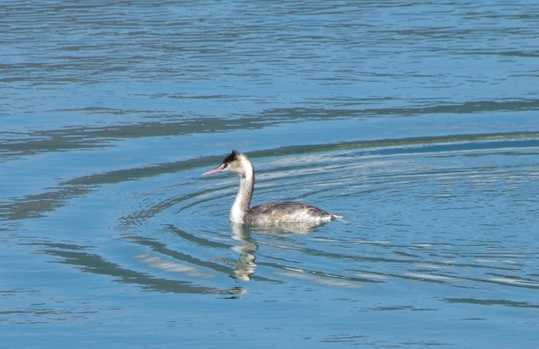 悠々と泳ぐカンムリカイツブリ