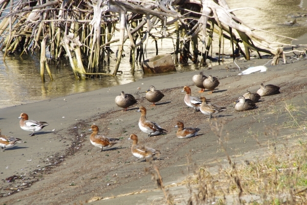ひなたぼっこするヒドリガモ