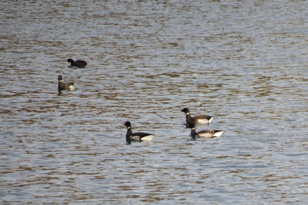 せわしく食事するコクガン