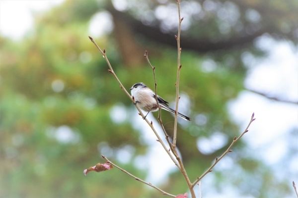 枝に止まるエナガ