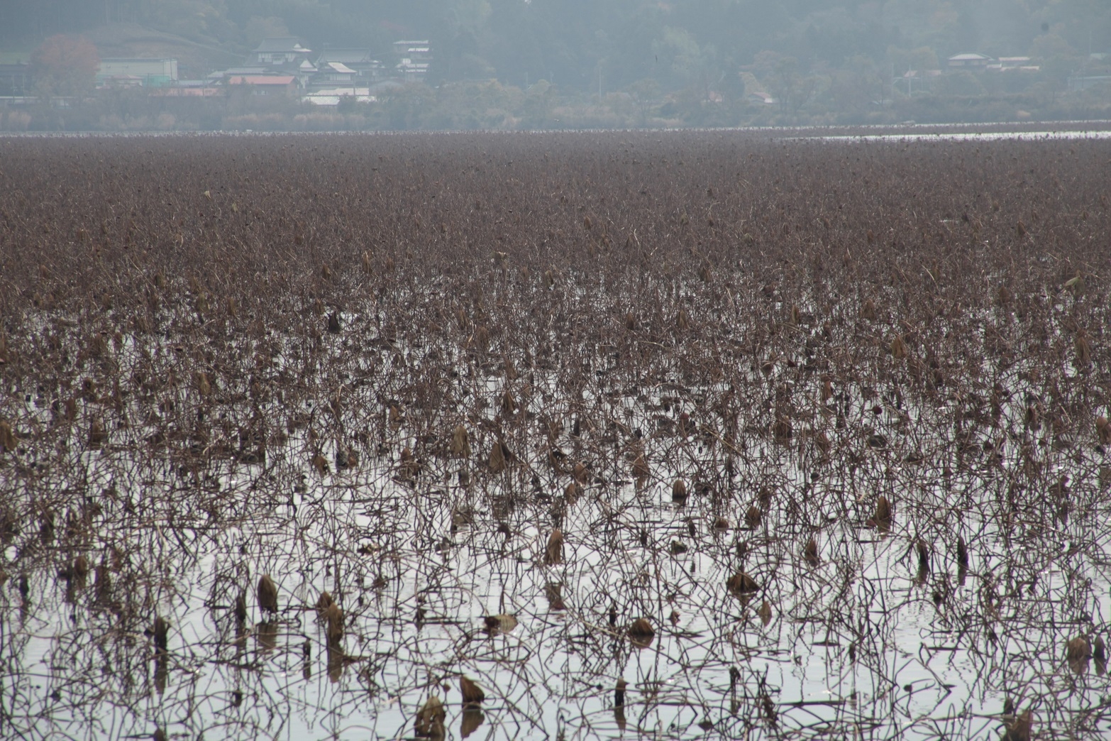 2018年の伊豆沼の水面（2018年11月6日撮影）