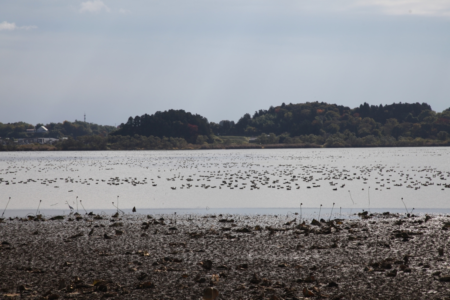 今年の伊豆沼の水面（2022年11月6日）