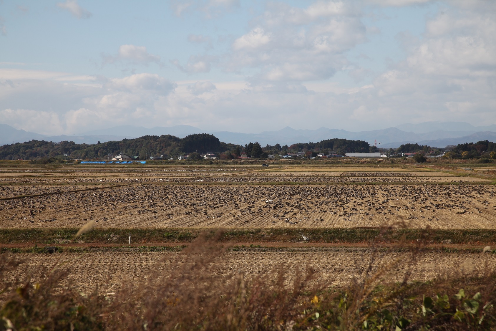 特別保護地区内の田んぼ２