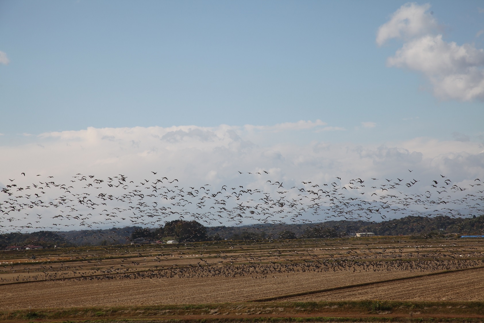特別保護地区内の田んぼ３