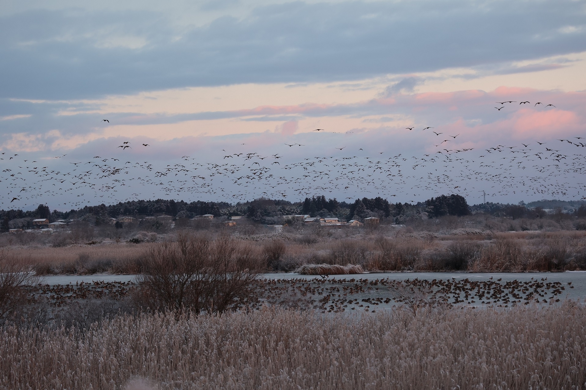 蕪栗沼のマガンの飛び立ち
