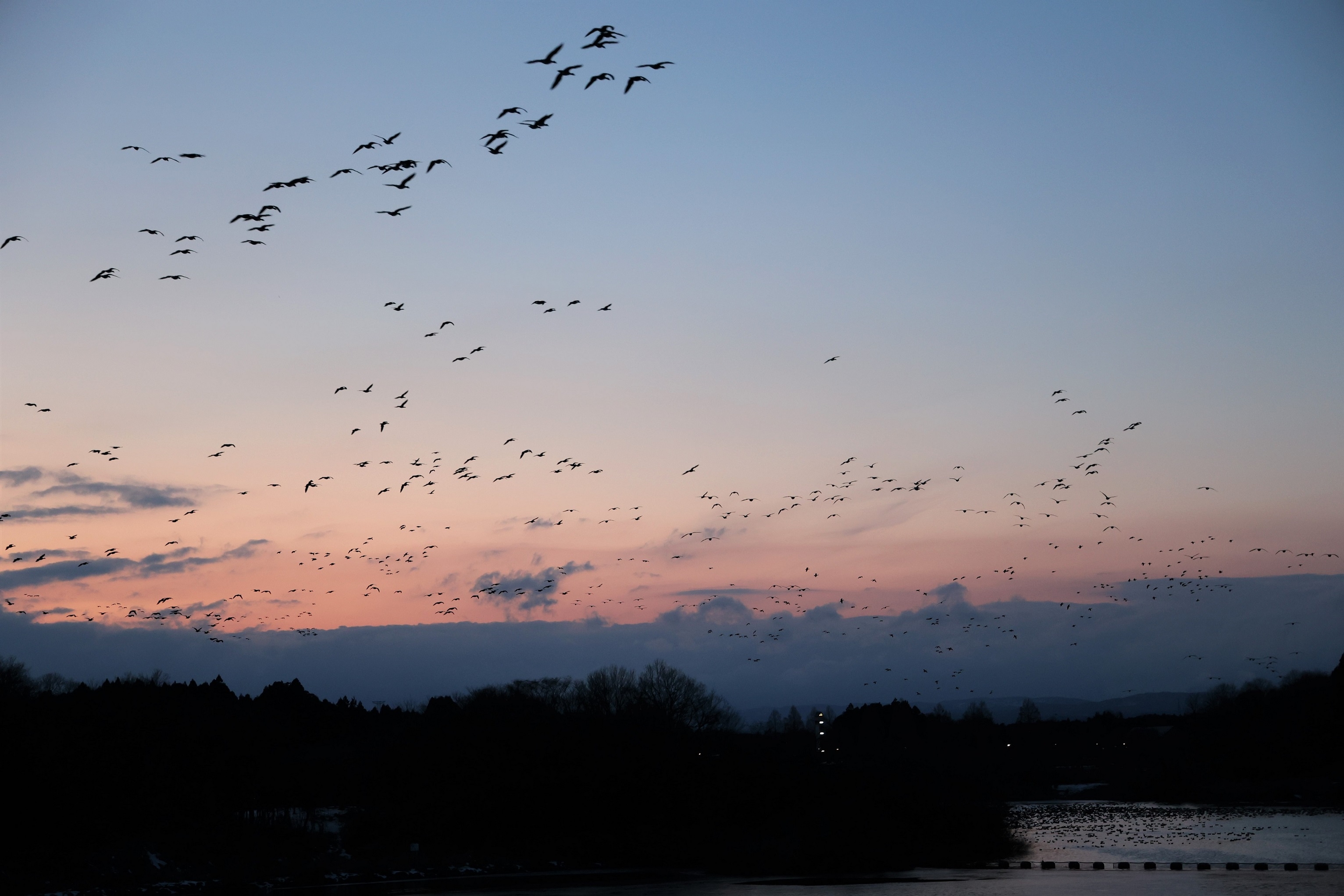 四方八方から降りてくるガン類