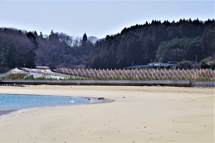 砂浜の奥に見える防災の丘