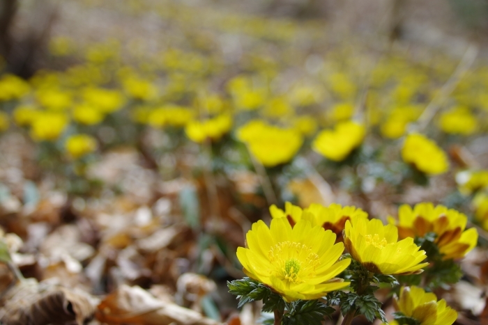 みちのく潮風トレイルのルート沿いに咲くフクジュソウ