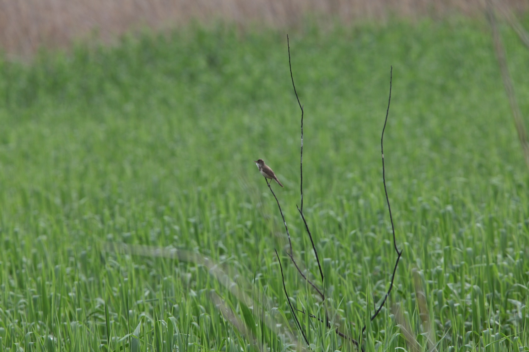 ヨシ原でさえずるオオヨシキリ