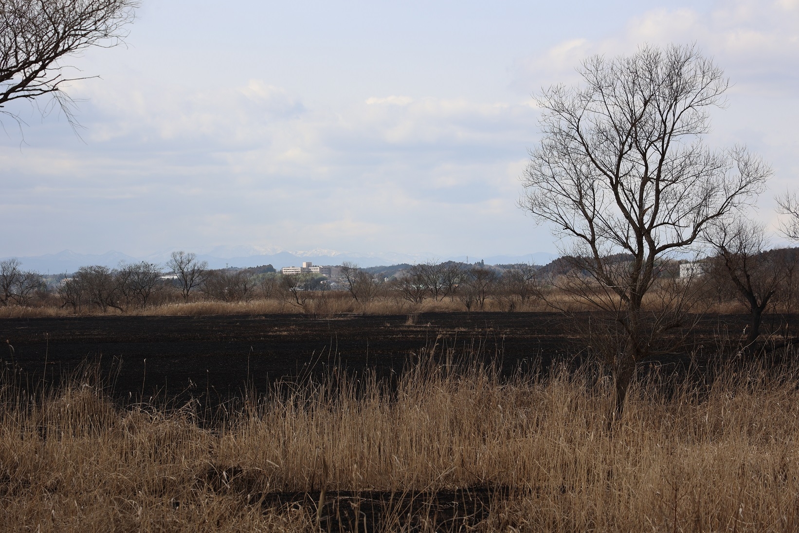 蕪栗沼南側のヨシ原が真っ黒