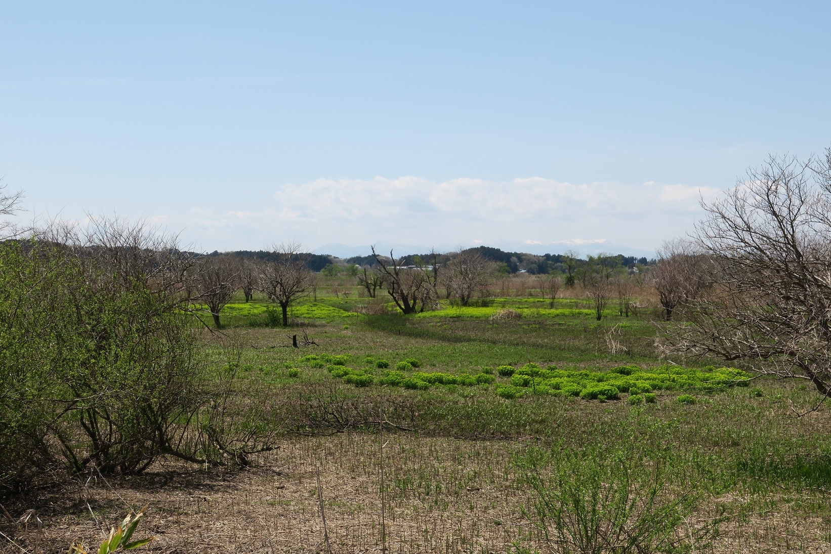 2019年に野火実施後の4月下旬の様子