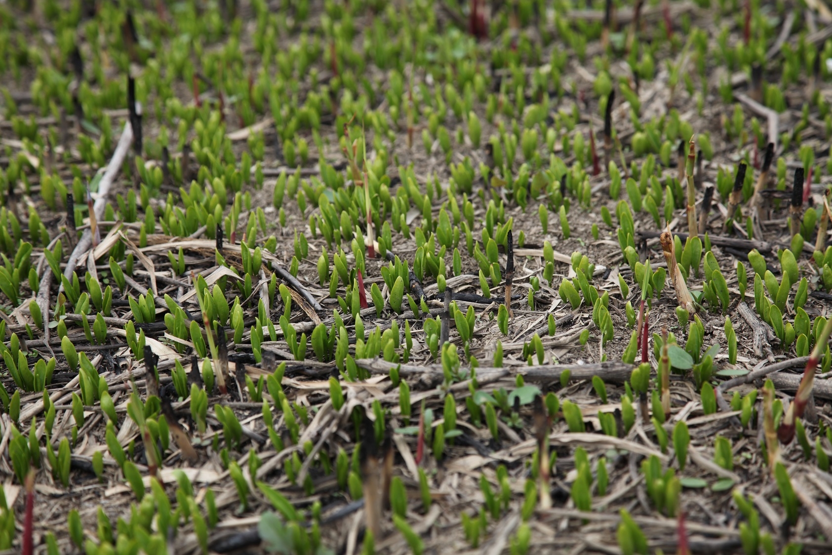トネハナヤスリ（ハナヤスリ科）シダ植物