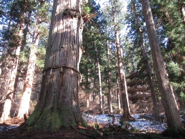 春の羽黒山五重塔